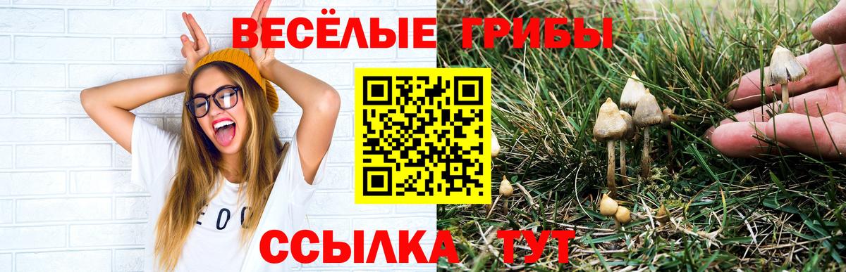наркота  Галлюциногенные грибы Psilocybine cubensis  Вход с VPN  Гусев 